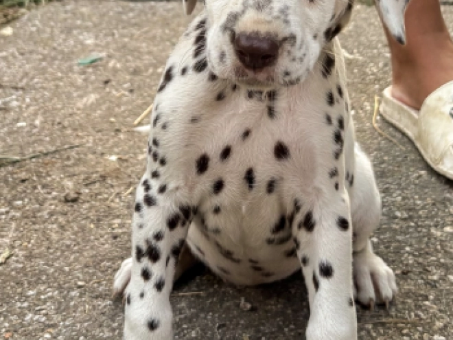Perros Dálmata en venta