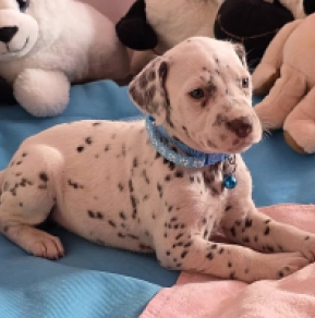 Perros Dálmata en venta