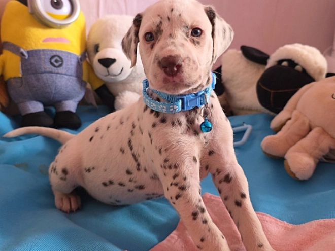 Perros Dálmata en venta