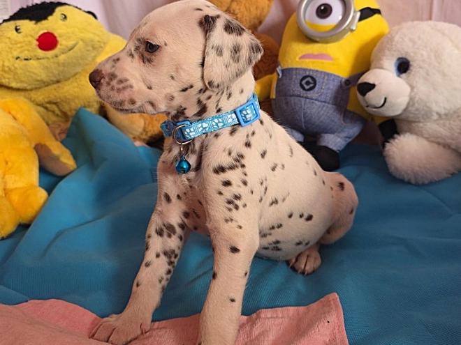 Perros Dálmata en venta