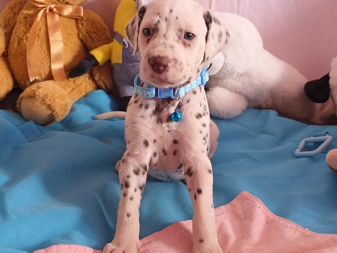 Perros Dálmata en venta