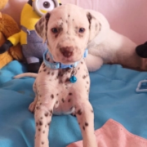 Coco Chanel, brown spotted Dálmata en venta