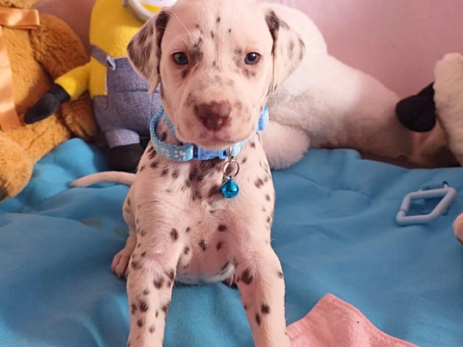 Perros Dálmata en venta