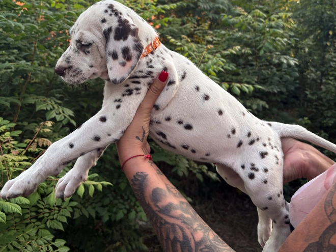 Perros Dálmata en venta