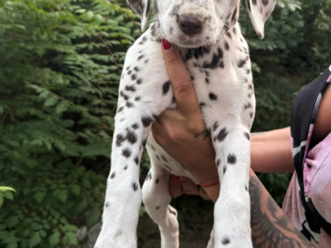 Perros Dálmata en venta