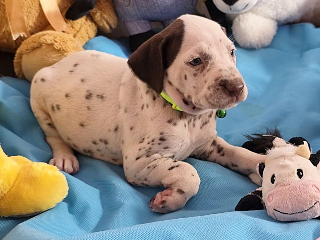 Perros Dálmata en venta