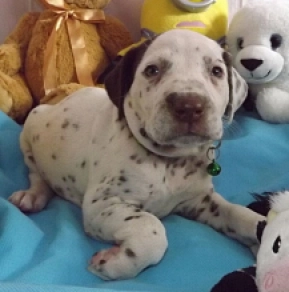 Perros Dálmata en venta