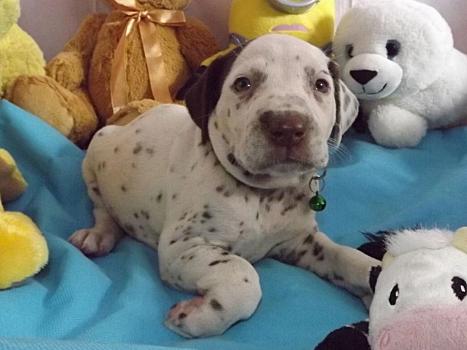 Perros Dálmata en venta