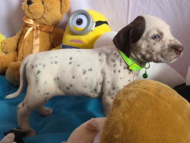 Perros Dálmata en venta