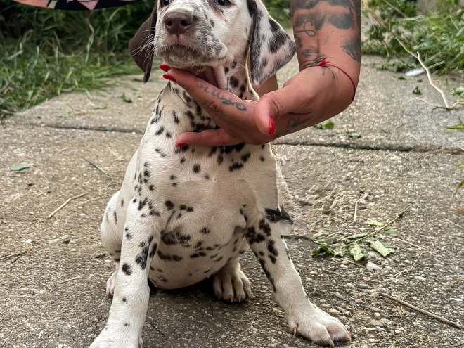 Perros Dálmata en venta