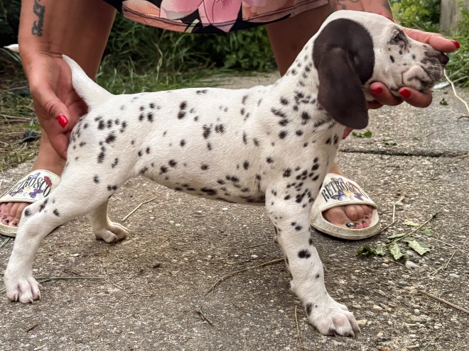 Perros Dálmata en venta