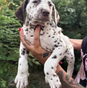 Perros Dálmata en venta