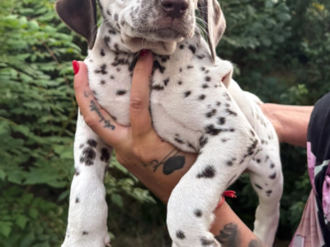 Perros Dálmata en venta