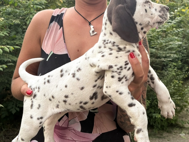 Perros Dálmata en venta