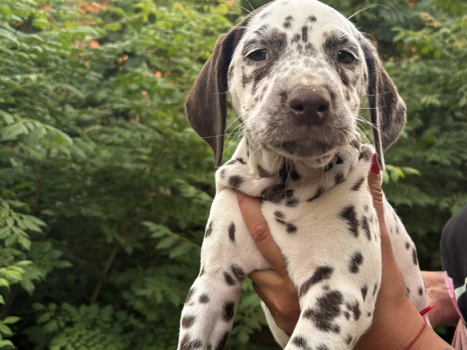 Perros Dálmata en venta