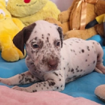 Coffe Cortado, brown spotted Dalmatian for sale