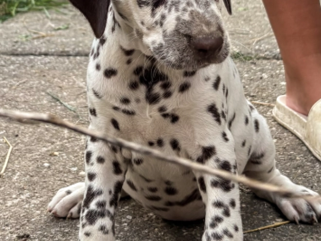 Perros Dálmata en venta