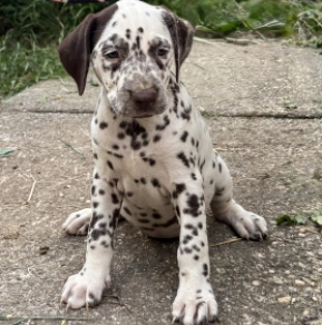 Perros Dálmata en venta