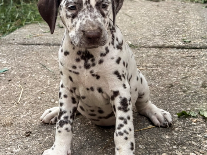 Perros Dálmata en venta