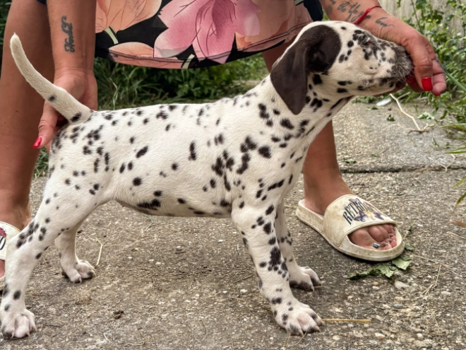 Perros Dálmata en venta
