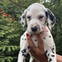 Crystal Porcelain Doll, black spotted Dalmatiner Welpen kaufen