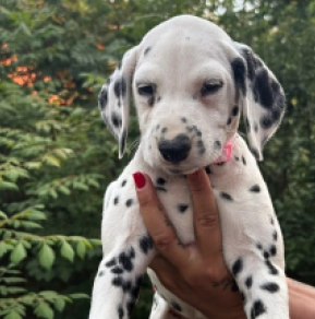Perros Dálmata en venta
