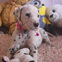 Crystal Porcelain Doll, black spotted Dálmata en venta
