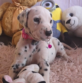 Perros Dálmata en venta