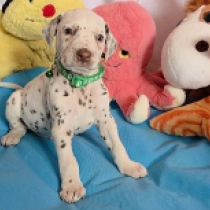 Chicago, brown spotted Dálmata en venta