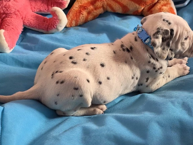 Perros Dálmata en venta