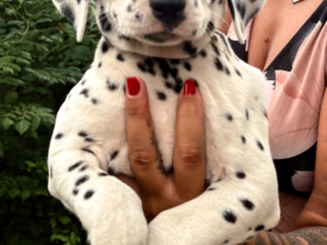 Perros Dálmata en venta