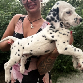 Perros Dálmata en venta