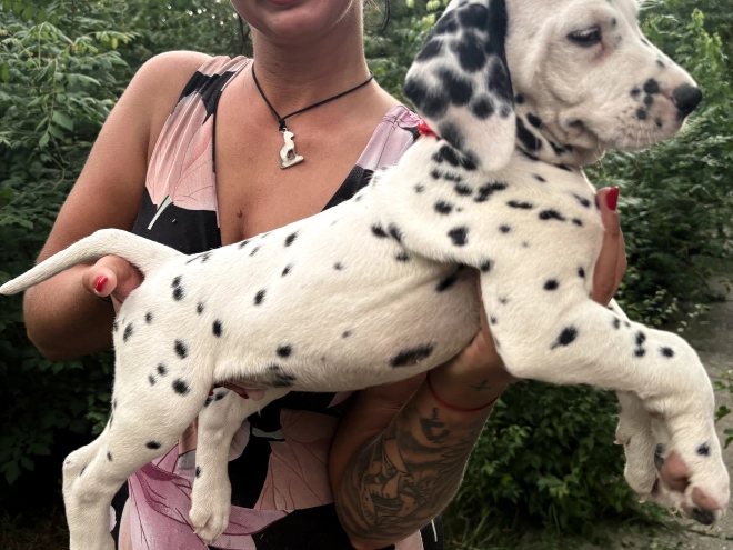 Perros Dálmata en venta
