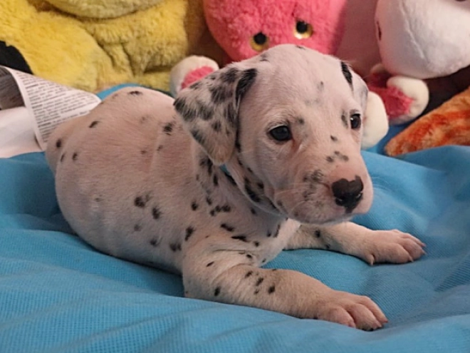 Perros Dálmata en venta