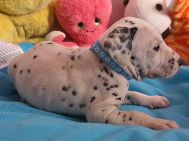 Perros Dálmata en venta