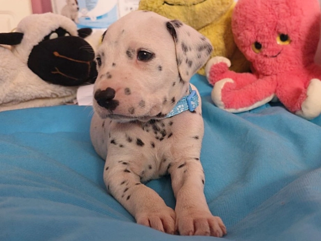 Perros Dálmata en venta