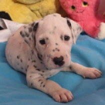 Colorful Luck, black spotted Dálmata en venta