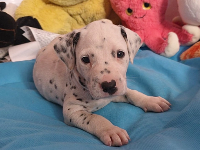 Perros Dálmata en venta