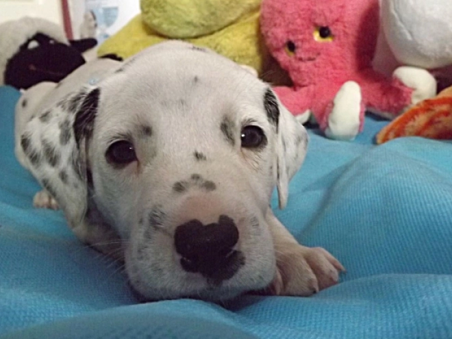 Perros Dálmata en venta