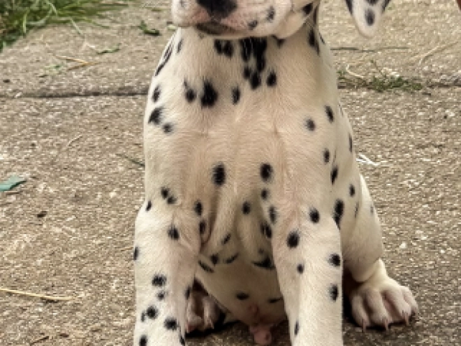 Perros Dálmata en venta