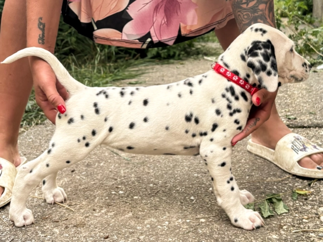 Perros Dálmata en venta