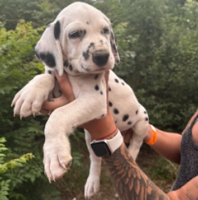 Perros Dálmata en venta