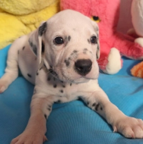 Perros Dálmata en venta