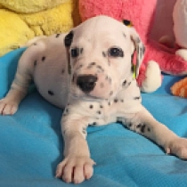 Coco Bongo, black spotted Dálmata en venta