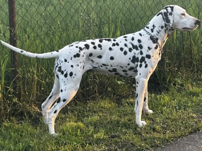 Perros Dálmata en venta