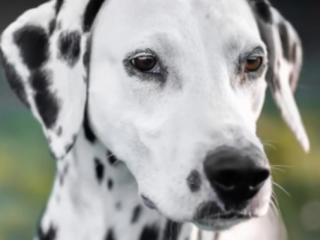 Perros Dálmata en venta