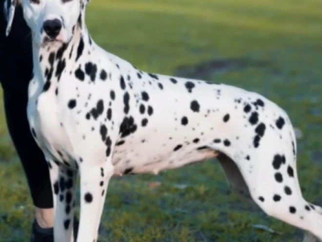 Perros Dálmata en venta