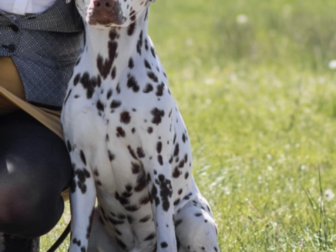 Perros Dálmata en venta