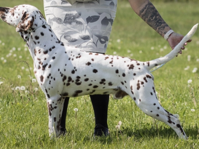 Perros Dálmata en venta