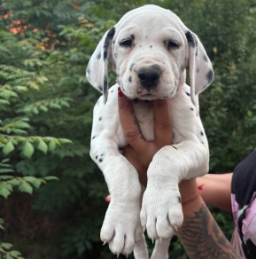 Perros Dálmata en venta